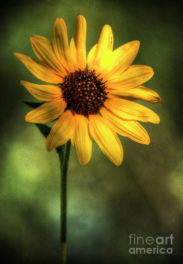 The Sunflower  Photograph by Saija Lehtonen