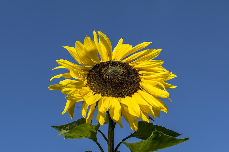 The Sunflower Photograph by Scott Carruthers