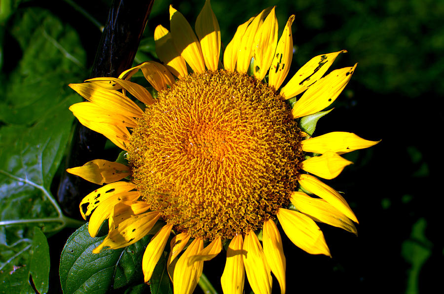 The Sunflower State Photograph by Tim McCullough