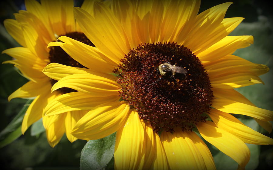 Sunflower Photograph - The Sunflowers of Late Summer by Dora Sofia Caputo