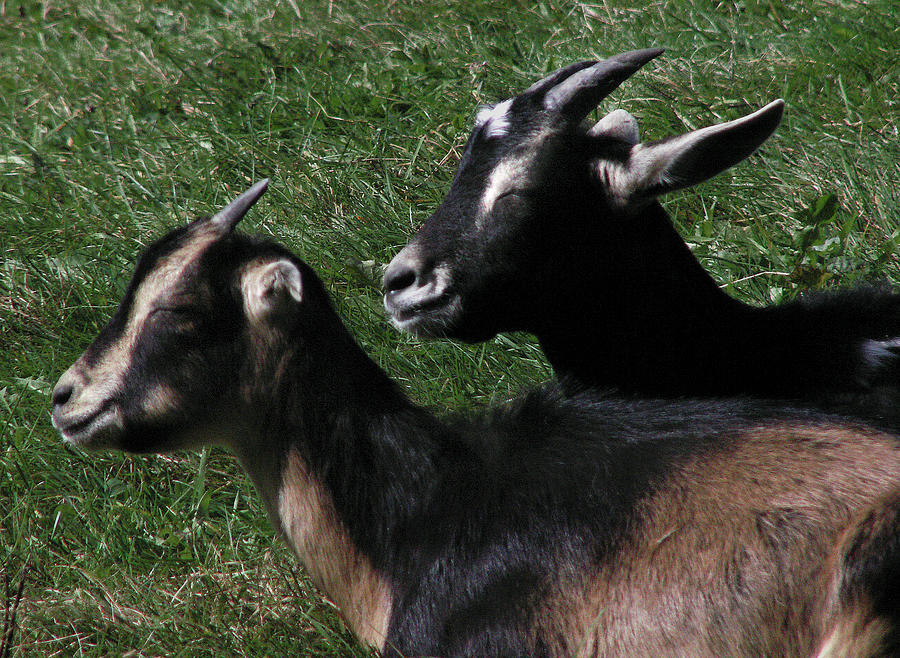 The Sunning Goats Photograph by Nancy Griswold