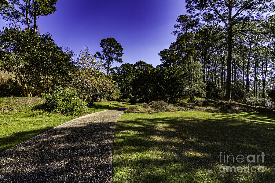 The Sunny Path Photograph by Ken Frischkorn