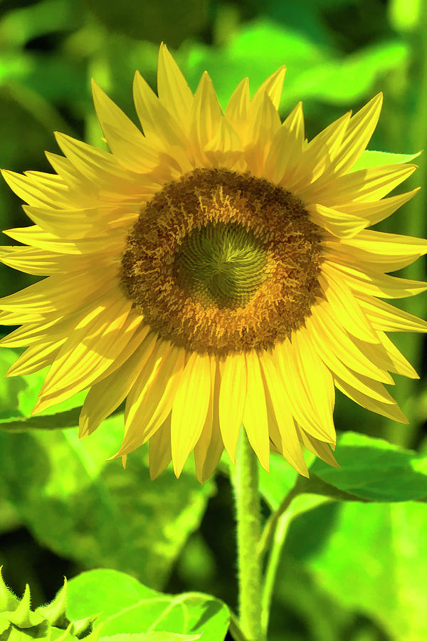 The Sunny Sunflower Photograph by Kathy Clark
