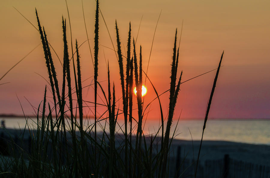 The Sunrise and the Tall Grass - Wildwood New Jersey Photograph by Bill Cannon