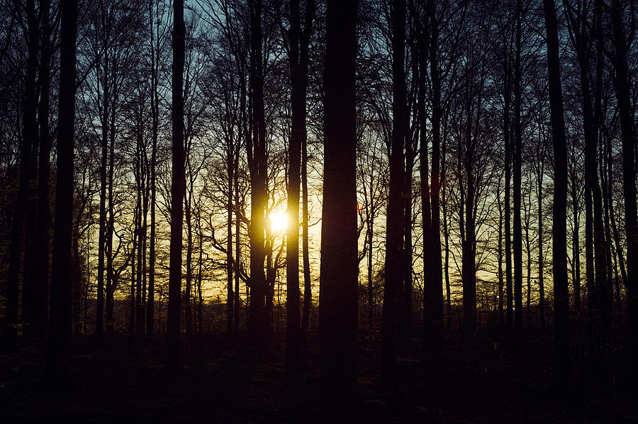 The Sunsets Behind a Row of Trees Photograph by Bo Nielsen