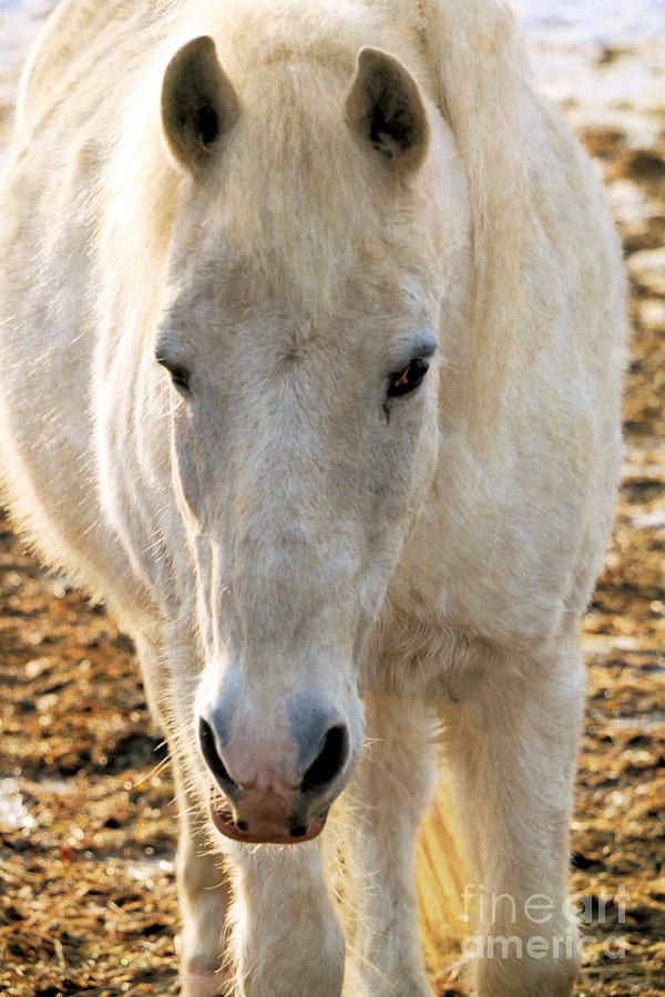 The Sure Footed Pony Photograph