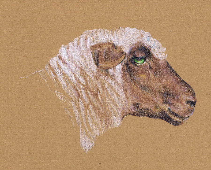 Sheep Drawing - The Surly Sheep by Richard Mountford