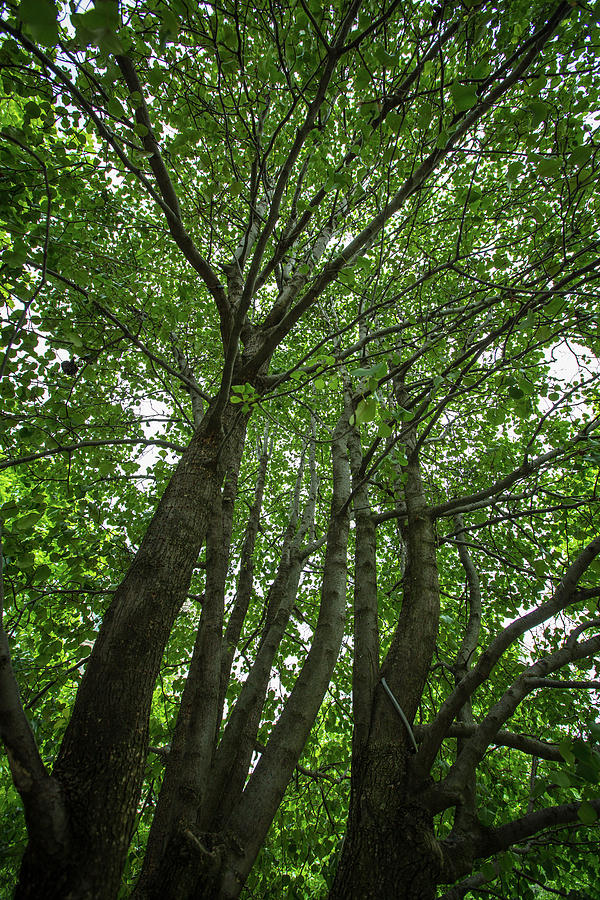 The Survivor Tree - American Forests