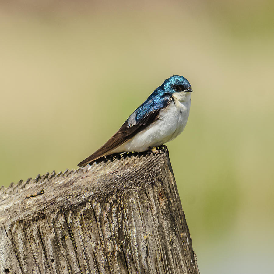 The Swallow Colors Photograph by Yeates Photography