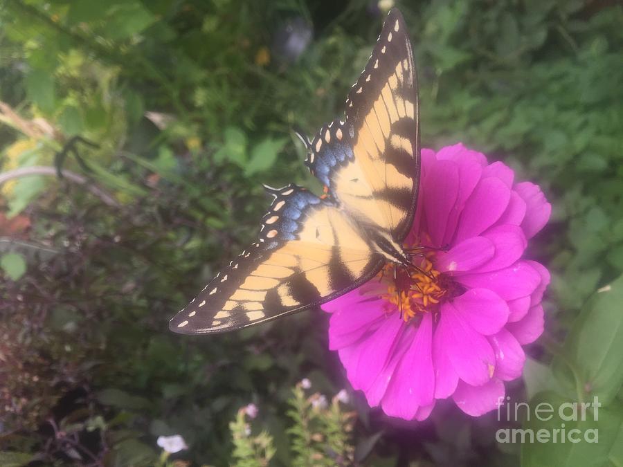 Flowers Still Life Photograph - The Swallowtail by Nona Kumah