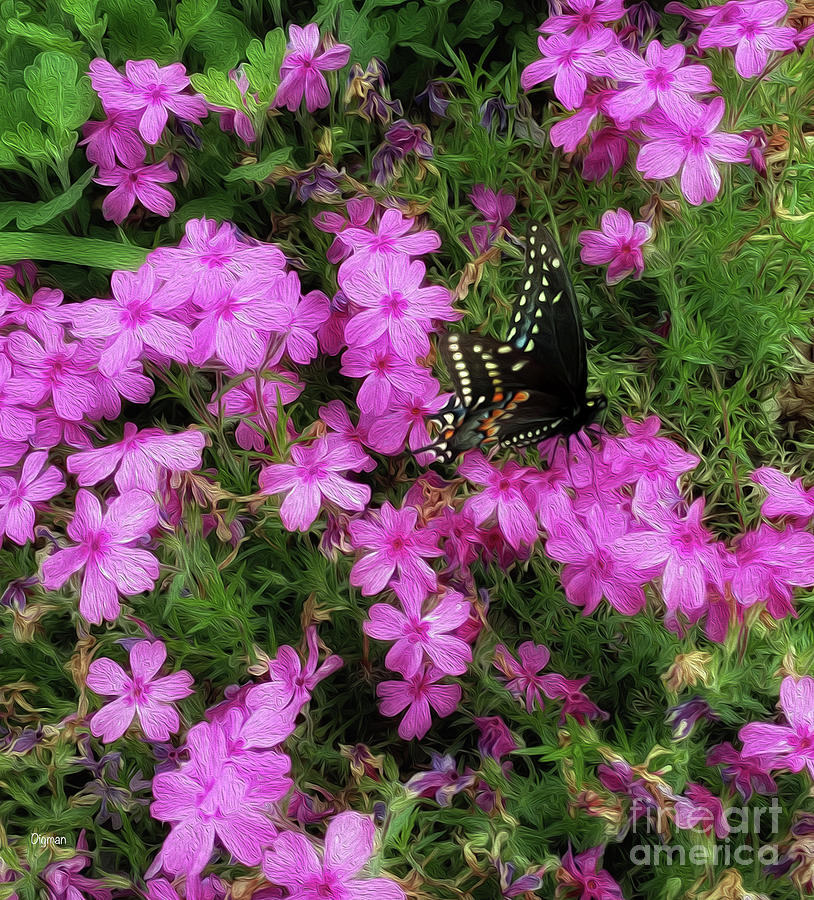 Butterfly Photograph - The Swallowtail  by Steven Digman