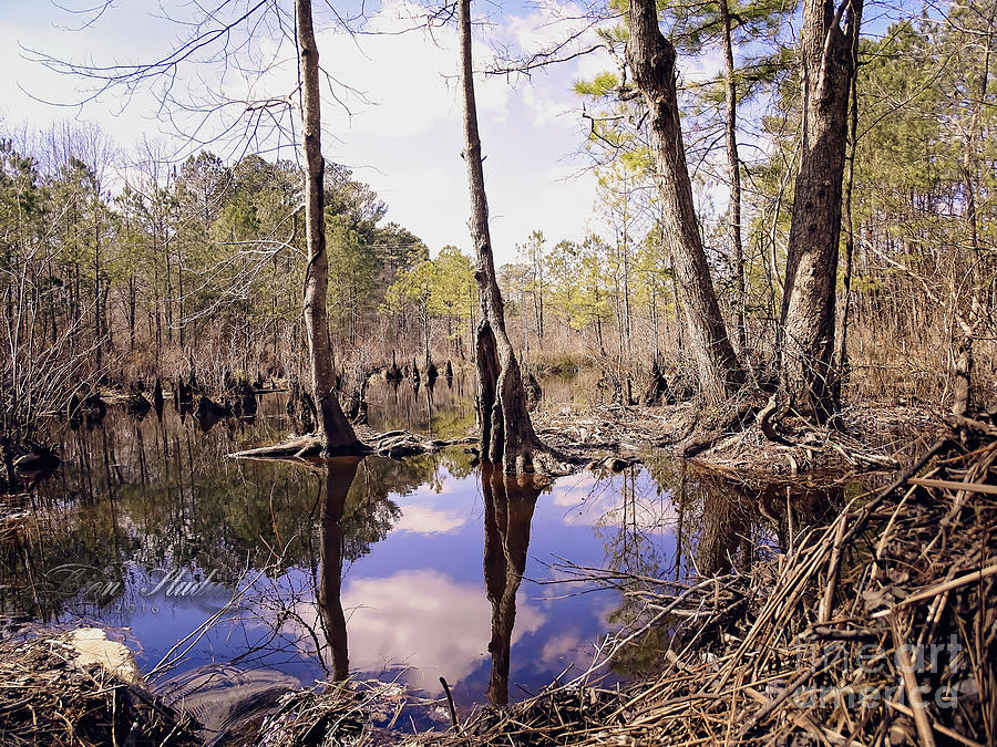 The Swamp Photograph by Melissa Messick