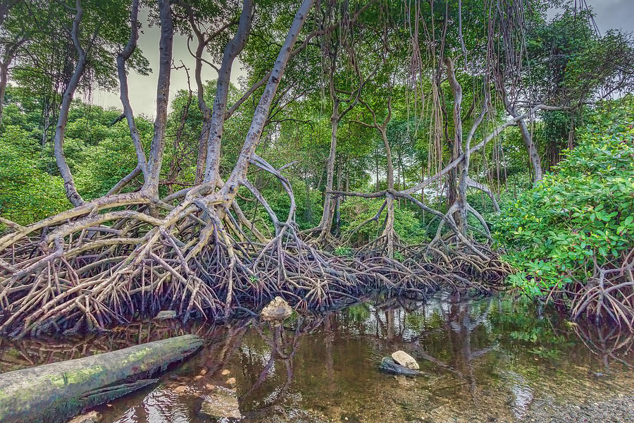 The Swamp Photograph by Nadia Sanowar