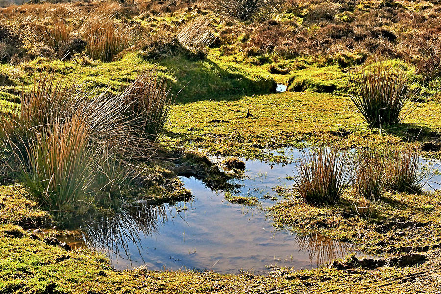 The Swamp Pool Photograph by Richard Denyer