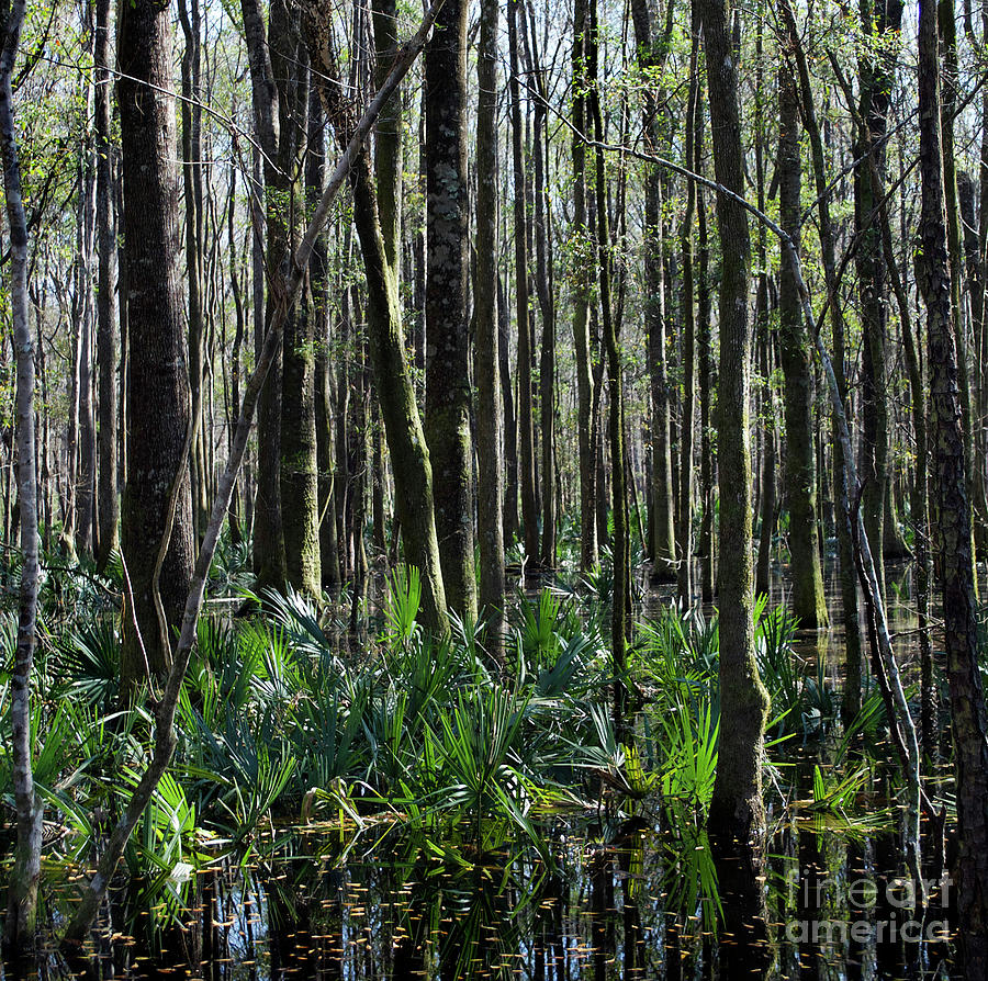 The Swamp Photograph by Skip Willits