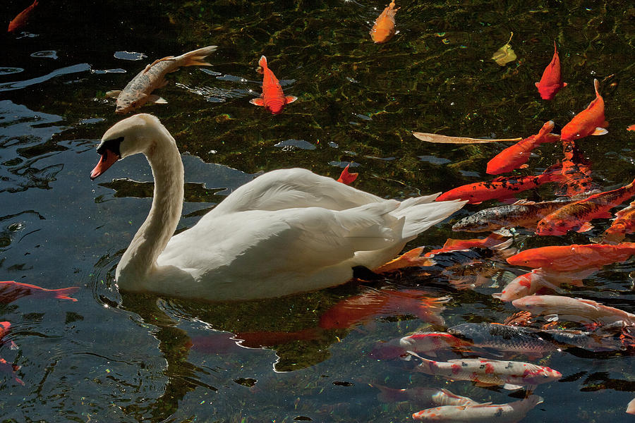 The Swan and The Koi Photograph by Roger Mullenhour