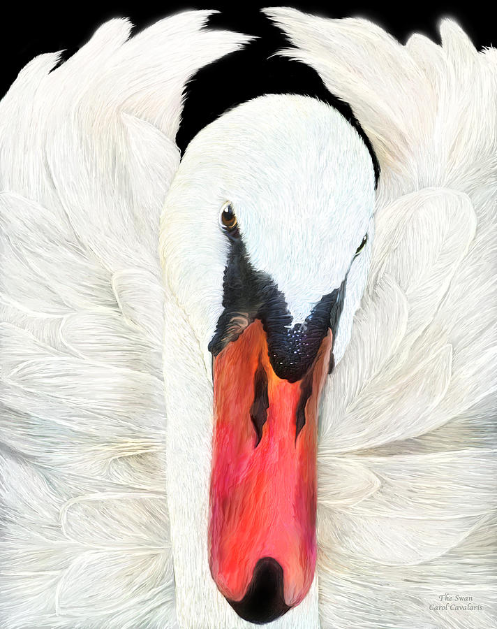 The Swan Mixed Media by Carol Cavalaris