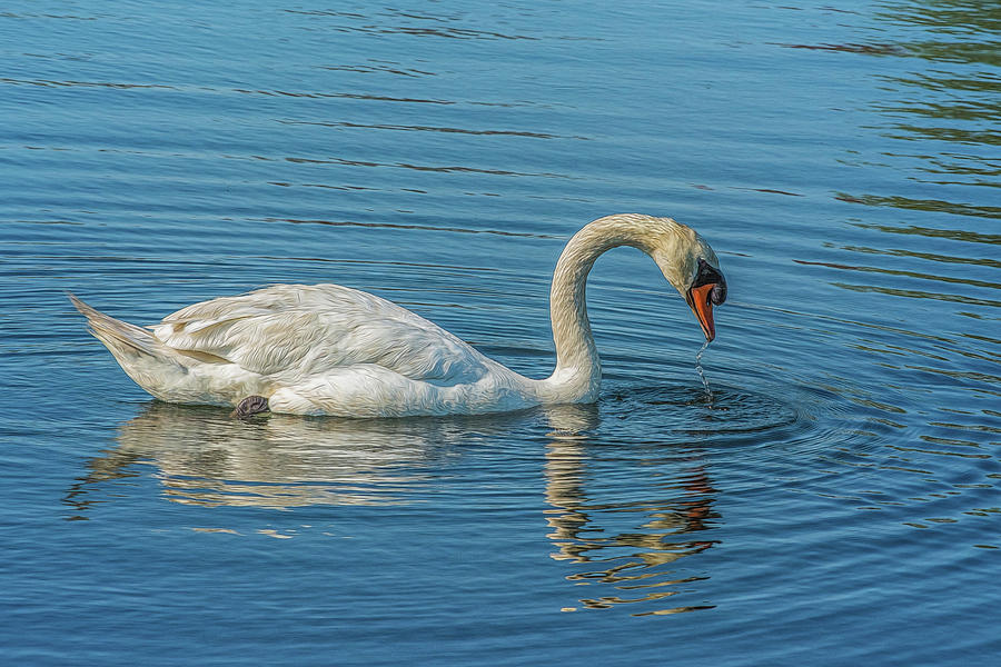 The Swan Photograph by Cathy Kovarik