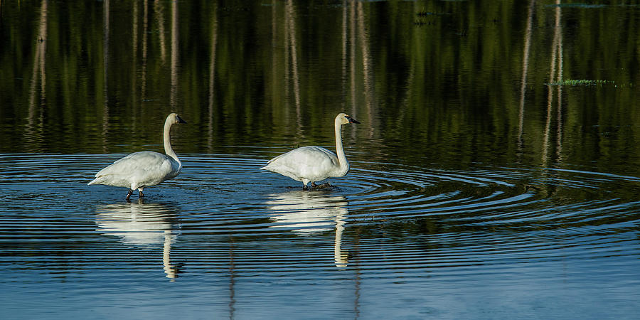 The Swan Circle Photograph by Yeates Photography