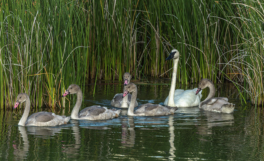 The Swan Family At The Marsh Photograph by Yeates Photography