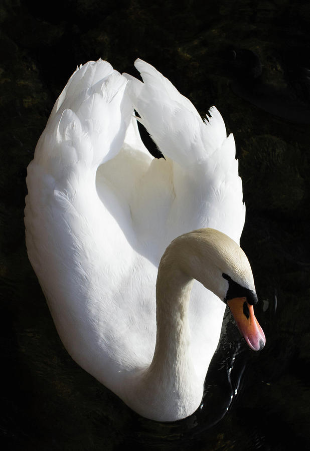 The Swan Photograph by Jody Partin