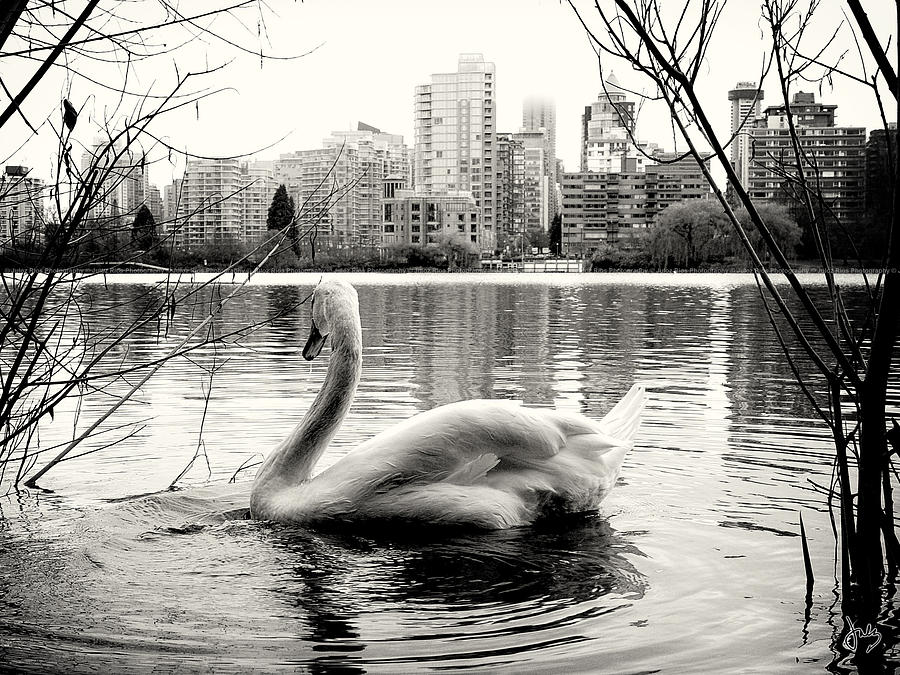 Swan Photograph - The Swan by Julz Rios