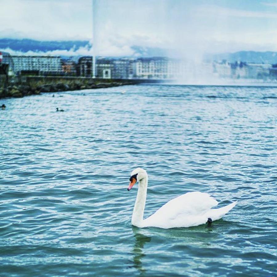 Swan Photograph - The Swan, Lake Geneva by Aleck Cartwright