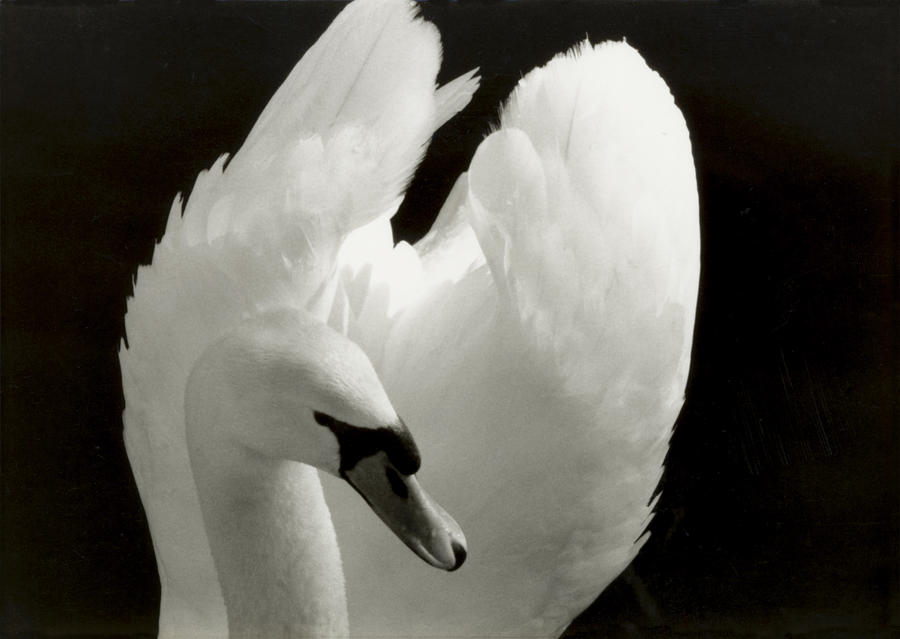 Swan by Laurel Snyder