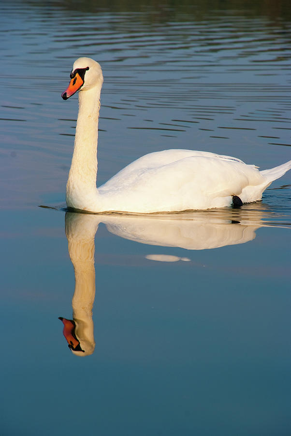Swan Photograph - The swan by Marco Busoni