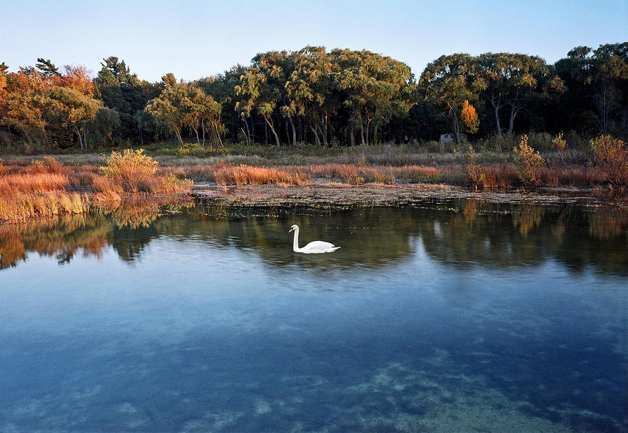 The Swan of Cross Village Marsh Photograph by Kris Rasmusson