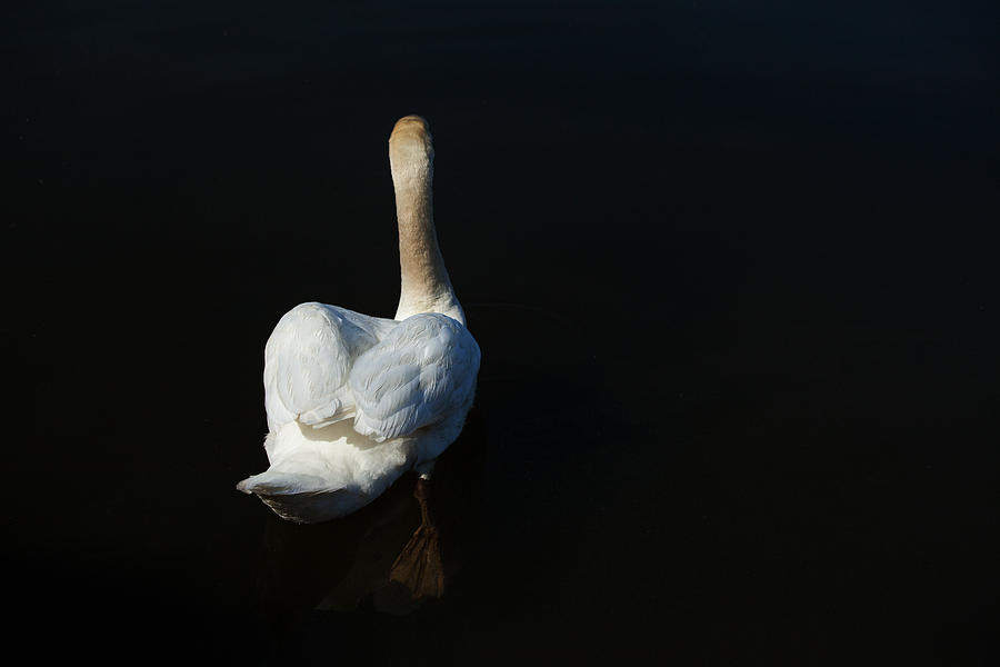 The Swan Paddle Photograph by Karol Livote