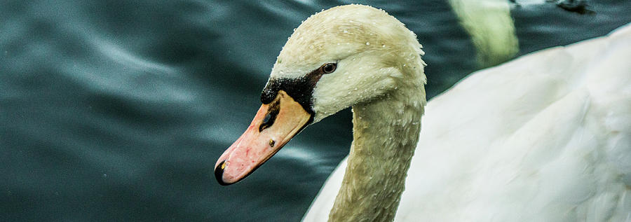 The Swan Princess Photograph