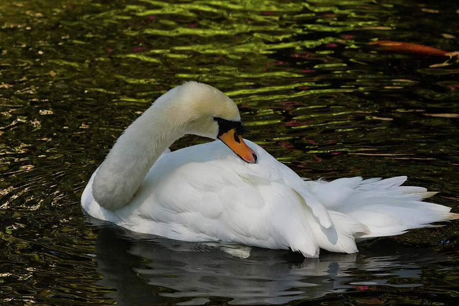 The Swan Photograph by Roger Mullenhour