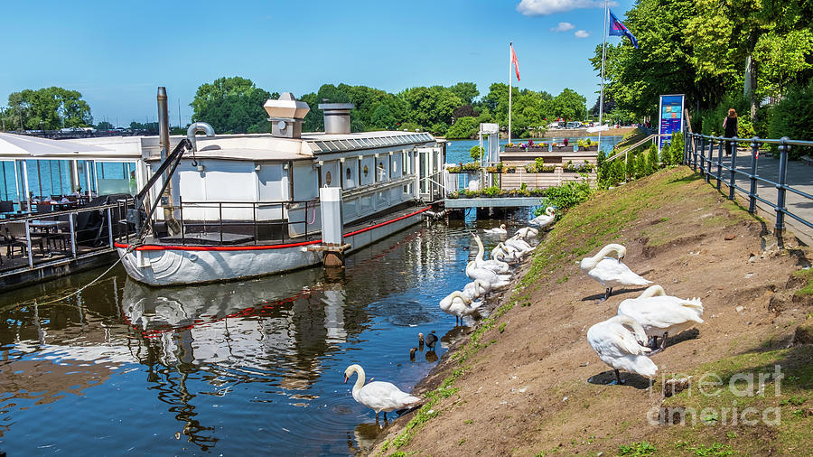 The swans and a  floating cafe  Photograph by Marina Usmanskaya