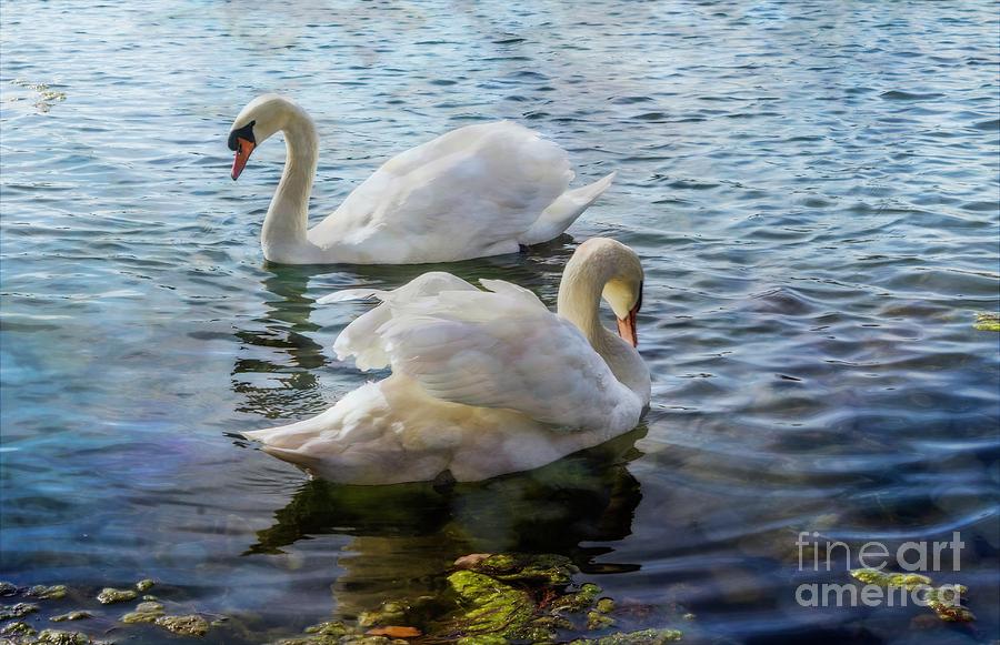 The Swans Photograph by Cathy Donohoue