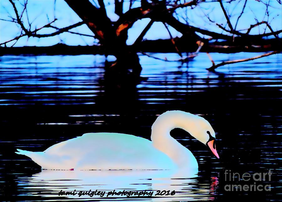 The Swans Winter Evening Photograph by Tami Quigley