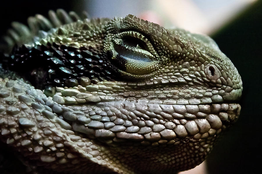Fish Photograph - The Sweet Face Of A Dragon by Miroslava Jurcik