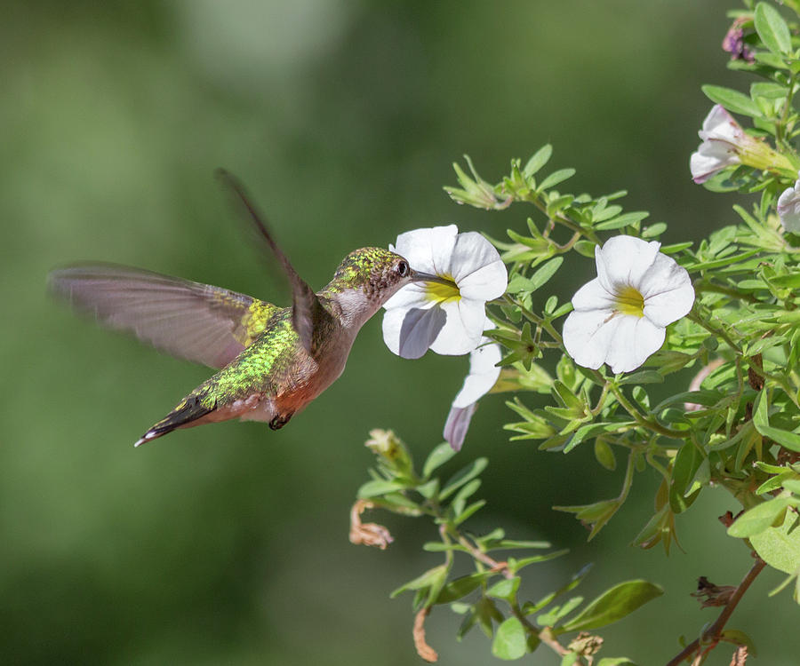 The Sweet Hummingbird Photograph