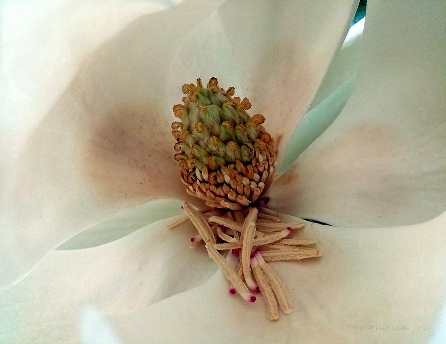 Magnolia Movie Photograph - The Sweetest Magnolia by Kathy Barney