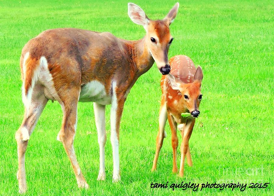 Deer Photograph - The Sweetest Sight  by Tami Quigley