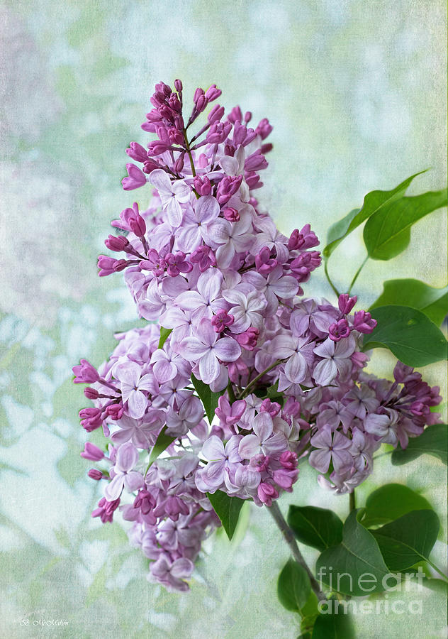 The Sweetness of Lilac Photograph by Barbara McMahon