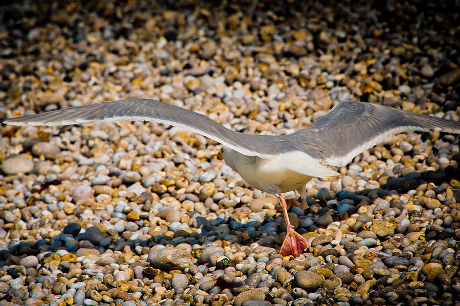 Seagull Photograph - The Takeoff by Loriental Photography