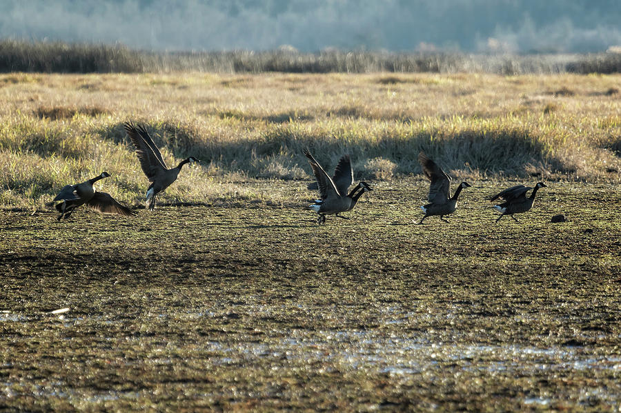 The Takeoff, No. 1 Photograph by Belinda Greb