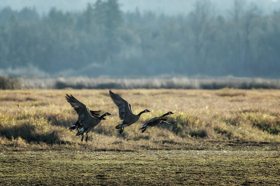 The Takeoff, No. 2 Photograph by Belinda Greb