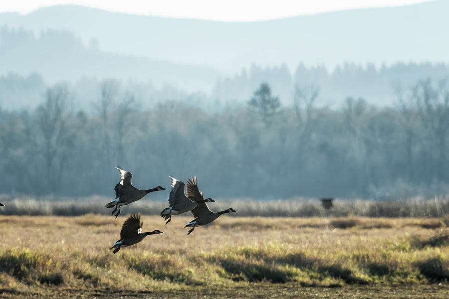 The Takeoff, No. 3 Photograph by Belinda Greb