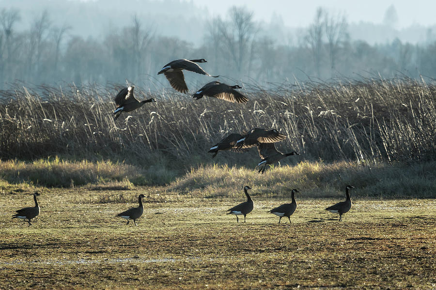 The Takeoff, No. 4 Photograph by Belinda Greb