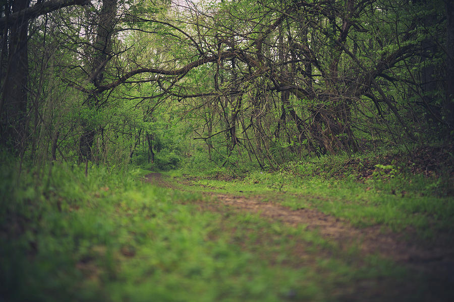 The Taking Tree Photograph by Shane Holsclaw