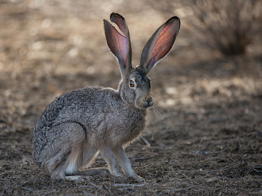 The Tale of a Jackrabbit Photograph by Sue Cullumber