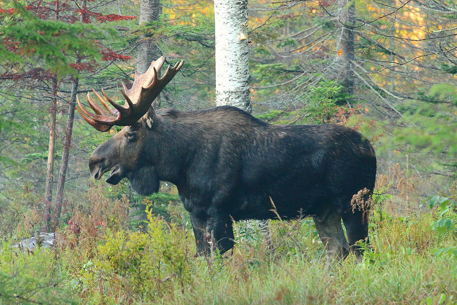The Talking Moose Photograph by Duane Cross