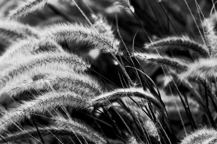 The Tall Grass Photograph by Nate Heldman